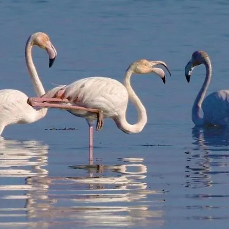 度假居 O Cantinho Da Ria - Jacuzzi With Water At 35 Degrees And Pool
