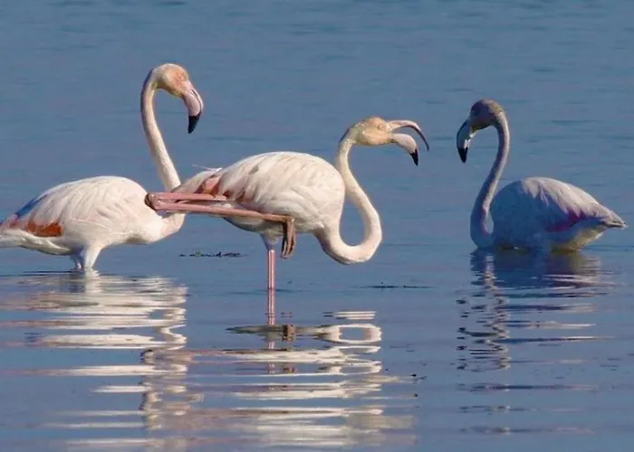 度假居 O Cantinho Da Ria - Jacuzzi With Water At 35 Degrees And Pool